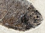 Detailed Priscacara Fossil Fish - Inch Layer #12139-2